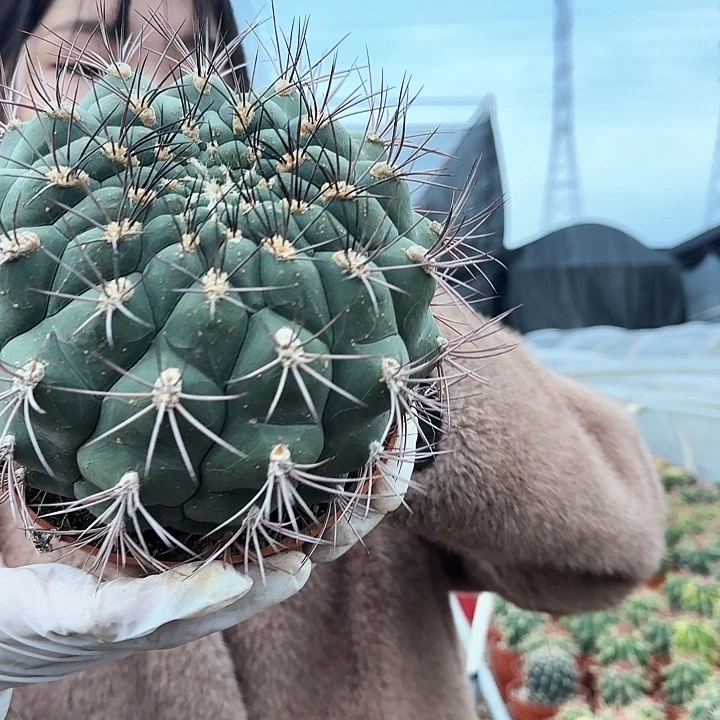 大号新天地11111111