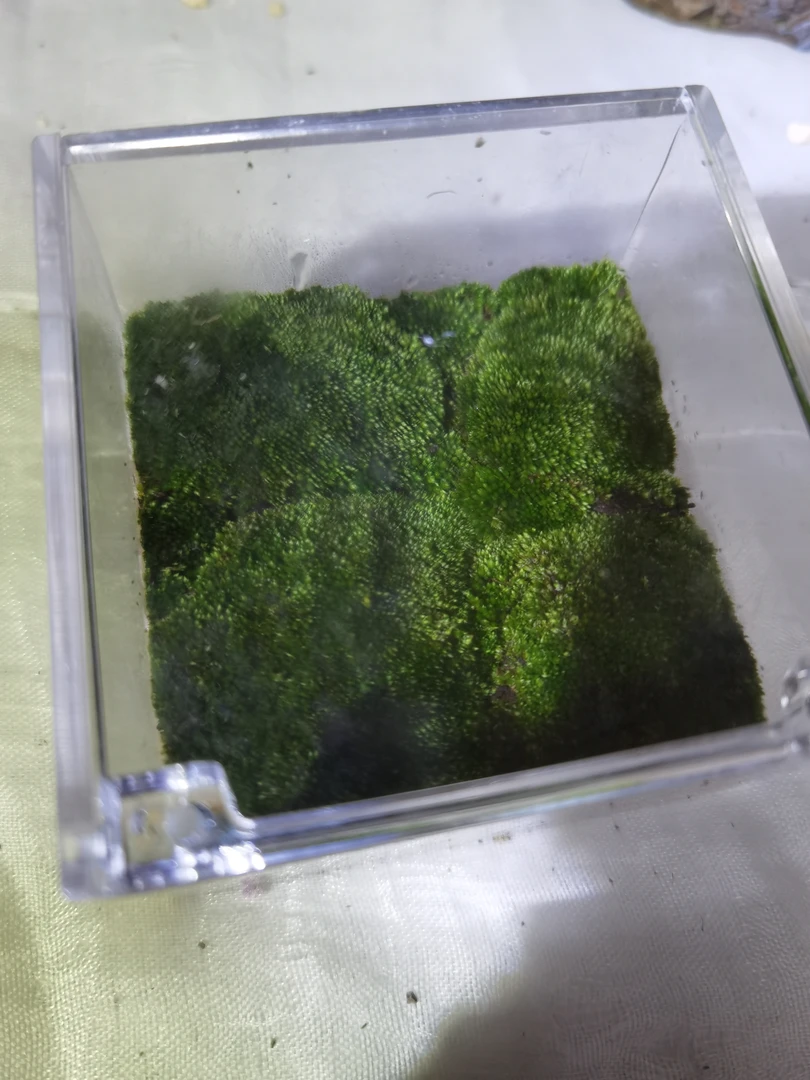 微盆景苔藓植物8*8*4