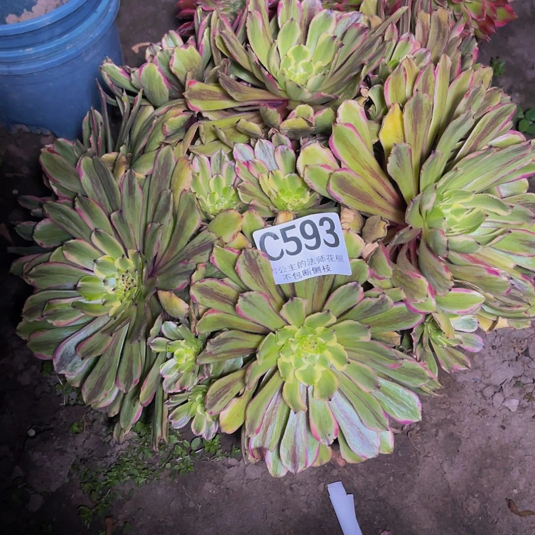 红陶法师法师15-3包邮法师