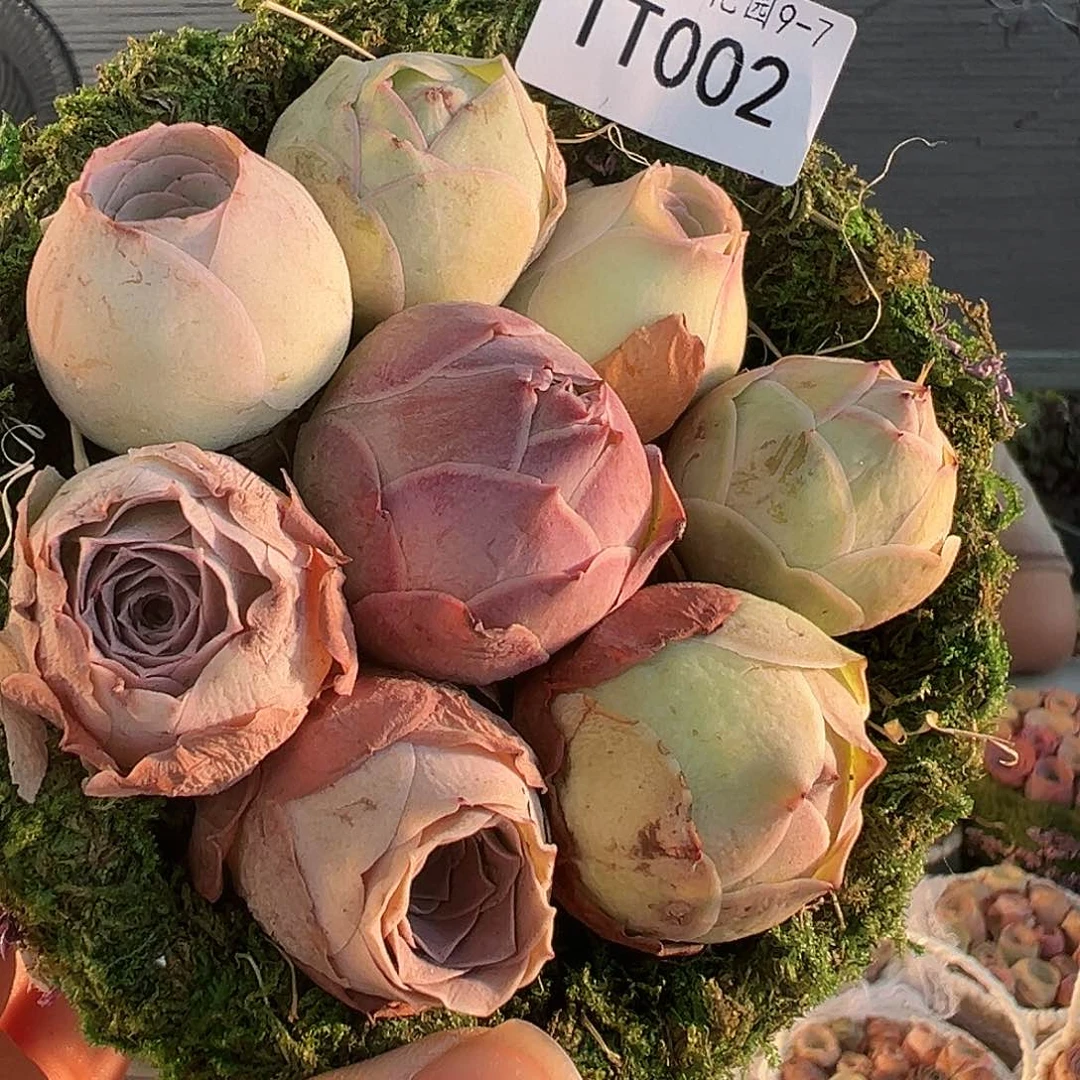 开播福利。TT002.