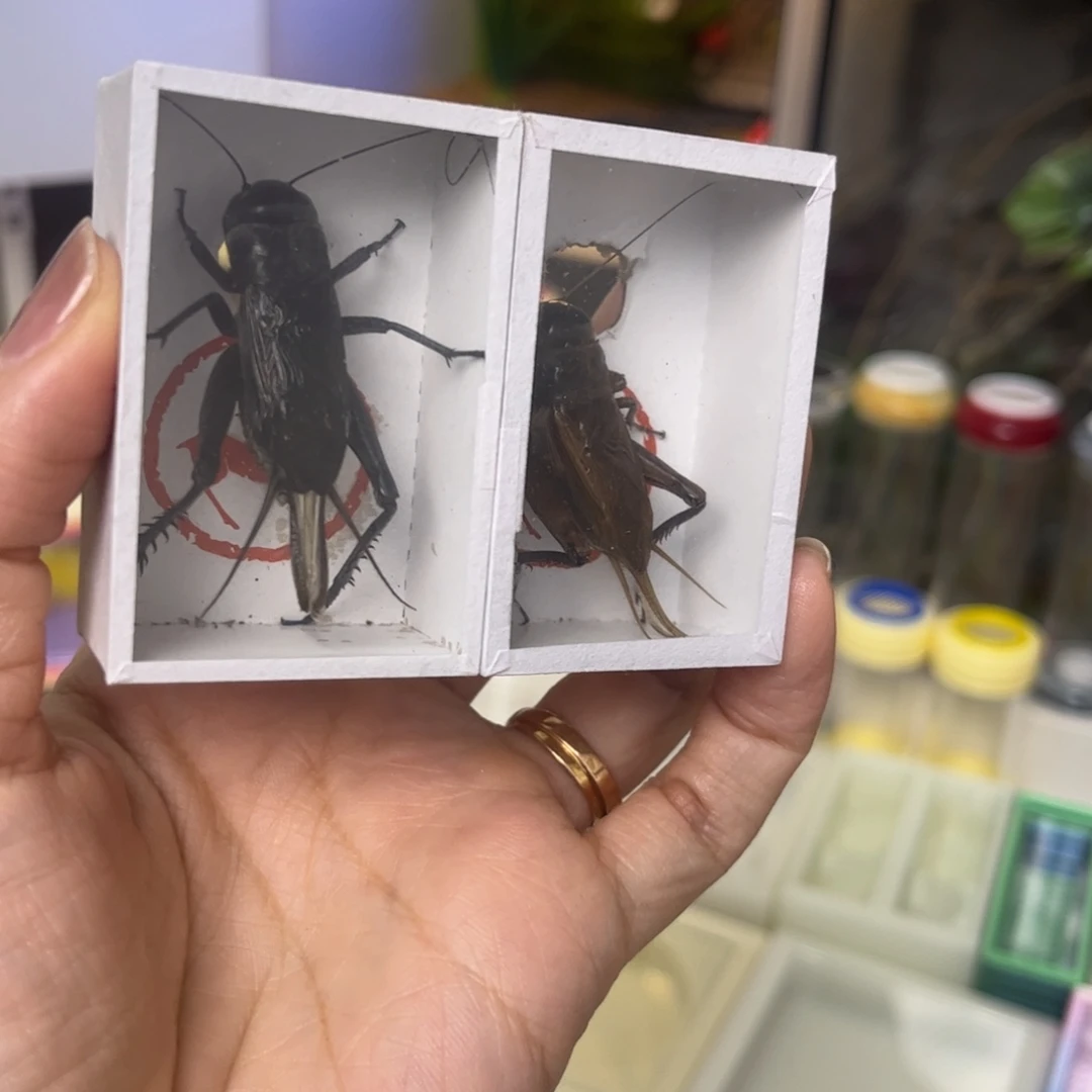 精品油葫芦2只拍拍拍
