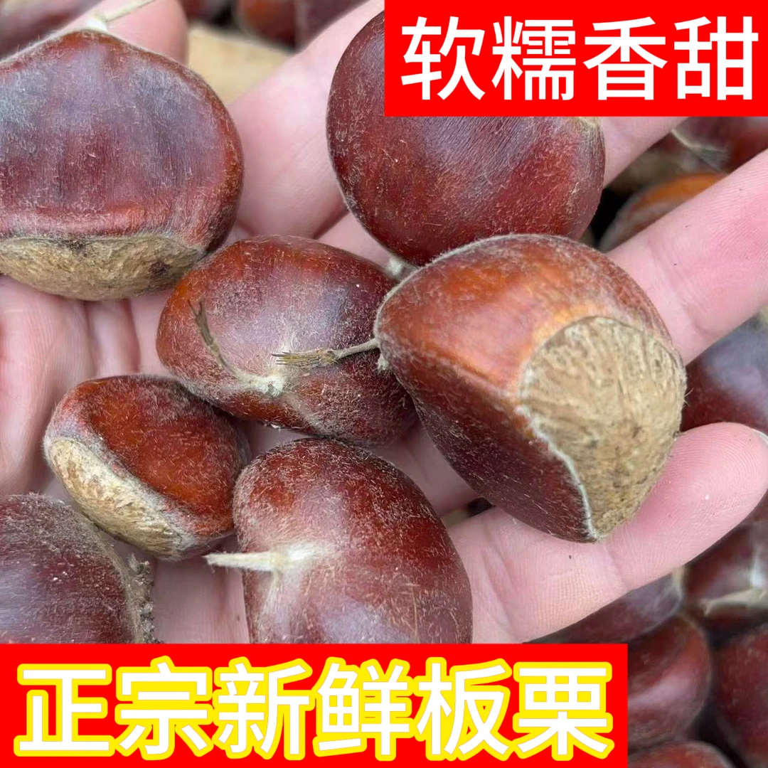 新鲜生板栗高黄度信阳老树板栗精品果子好剥软糯面黄【带箱5斤】