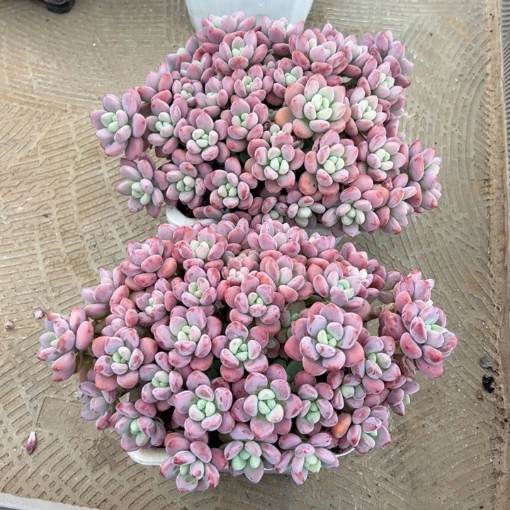 两颗洛神发货依依多头无砍