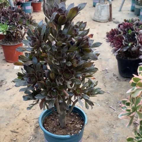 灰法16多肉植物法师