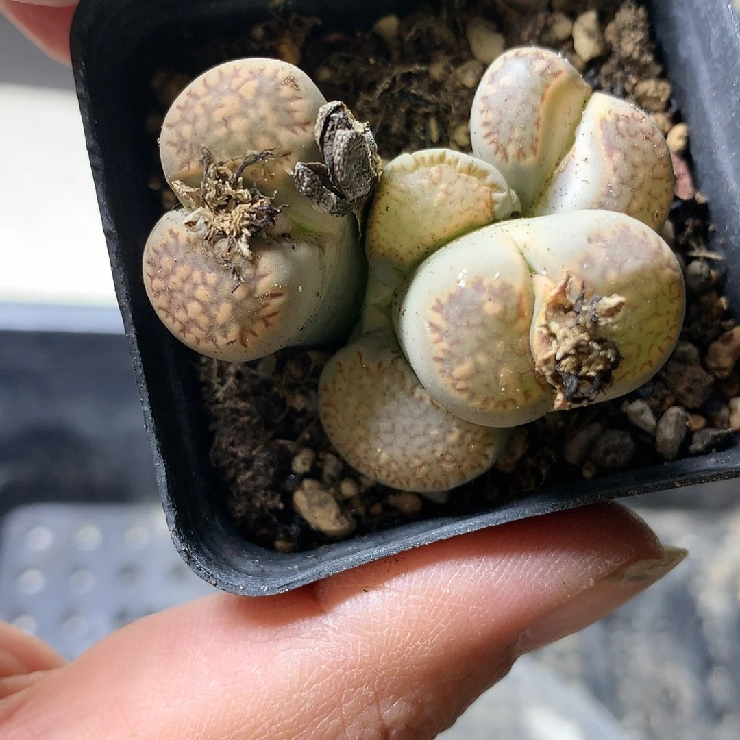 D444多肉植物保护研究所