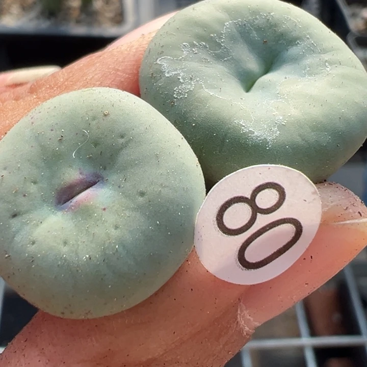 80根1111111111111111