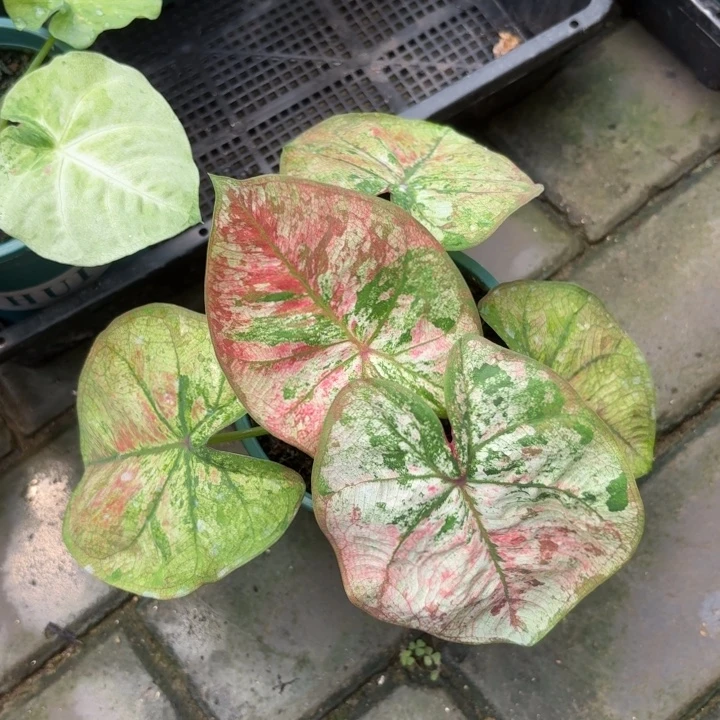 泰国彩叶芋35-0820