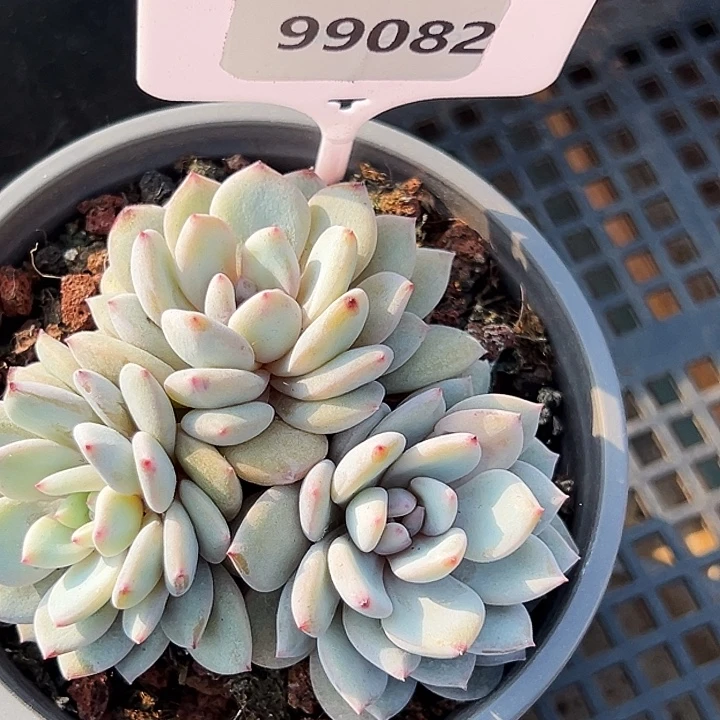 糖心      99082号