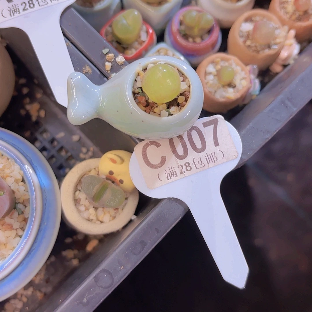 C077灯泡一物一拍