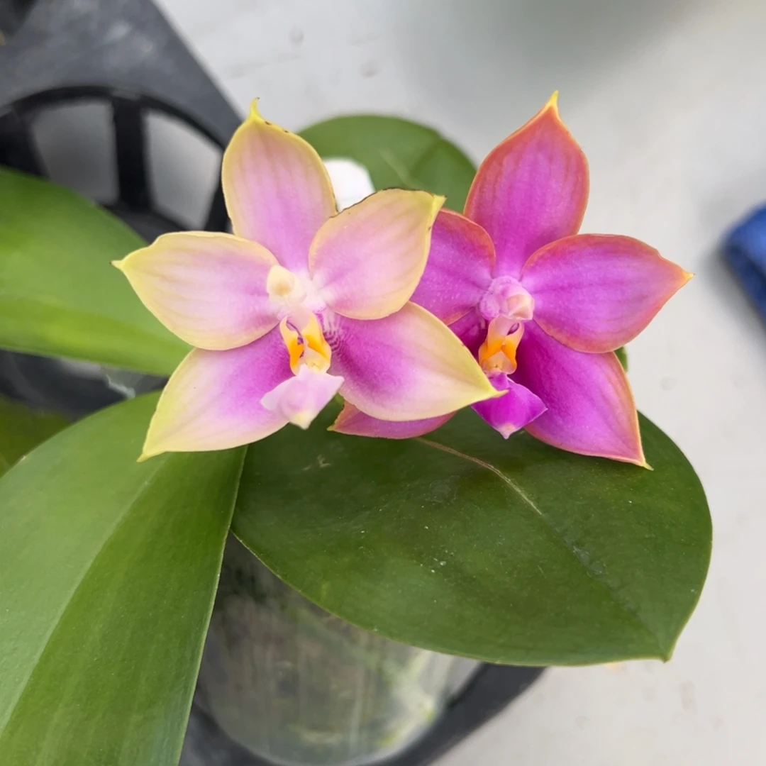 完全开放2.5寸杯洋洋粉玛丽交霓虹灯