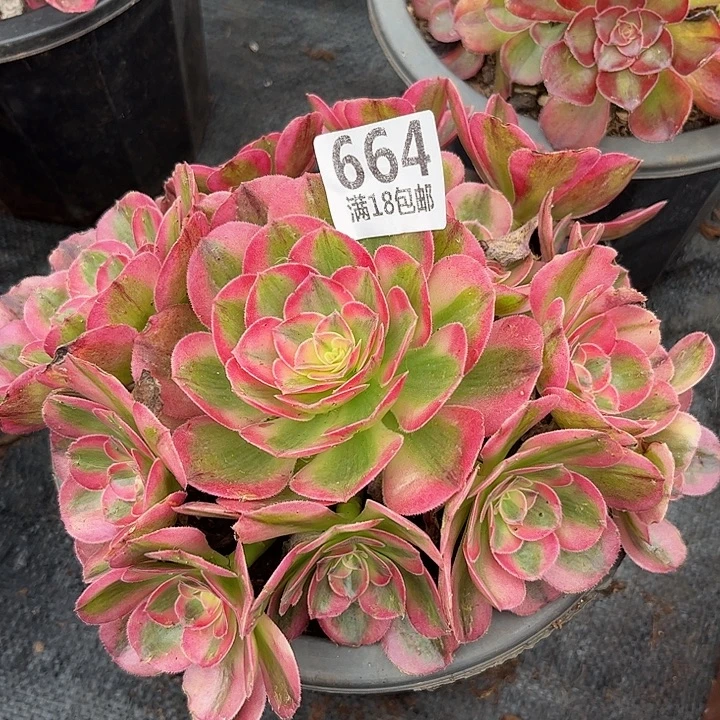 664倾城朵朵无根发货