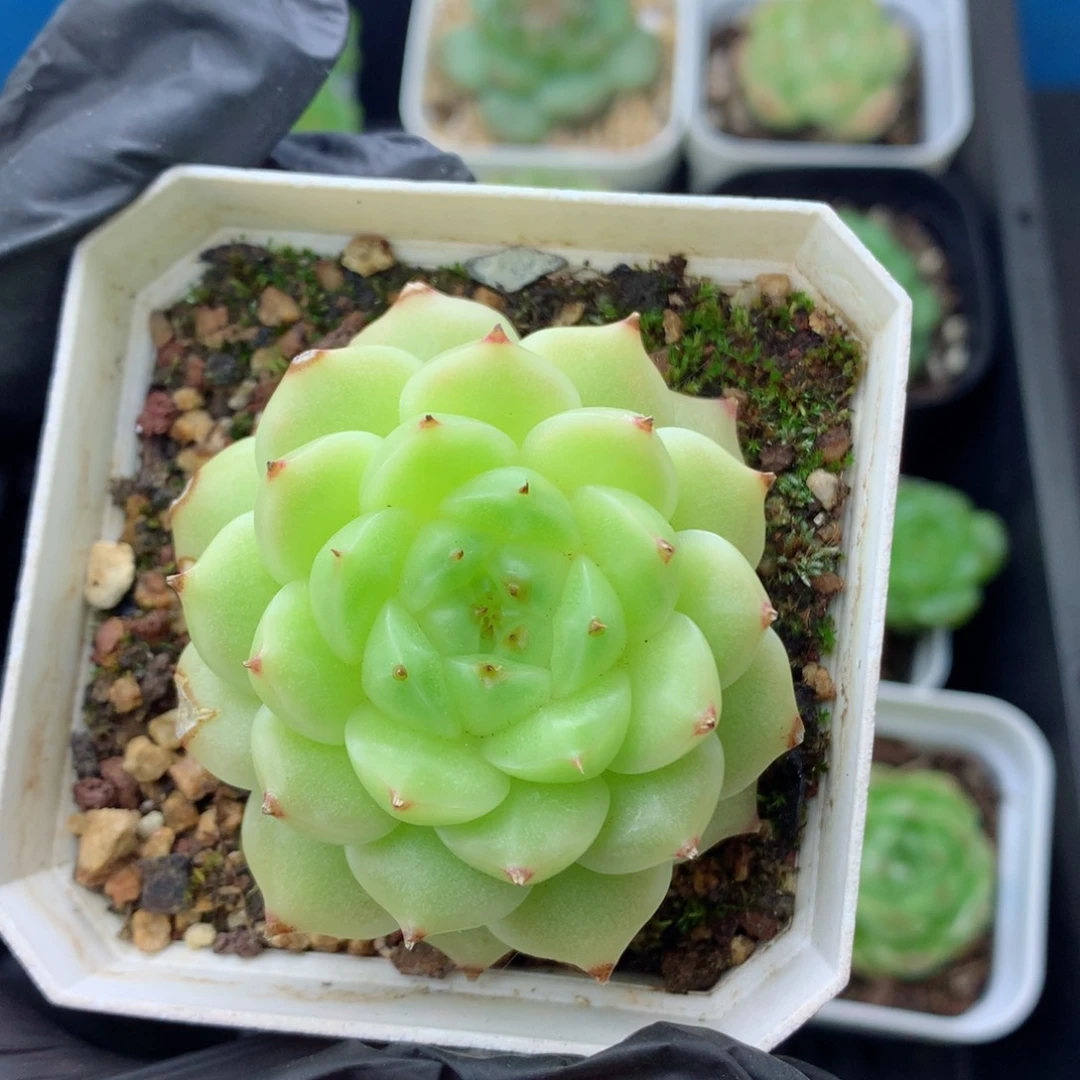 58包邮  群生不包整麦秆72