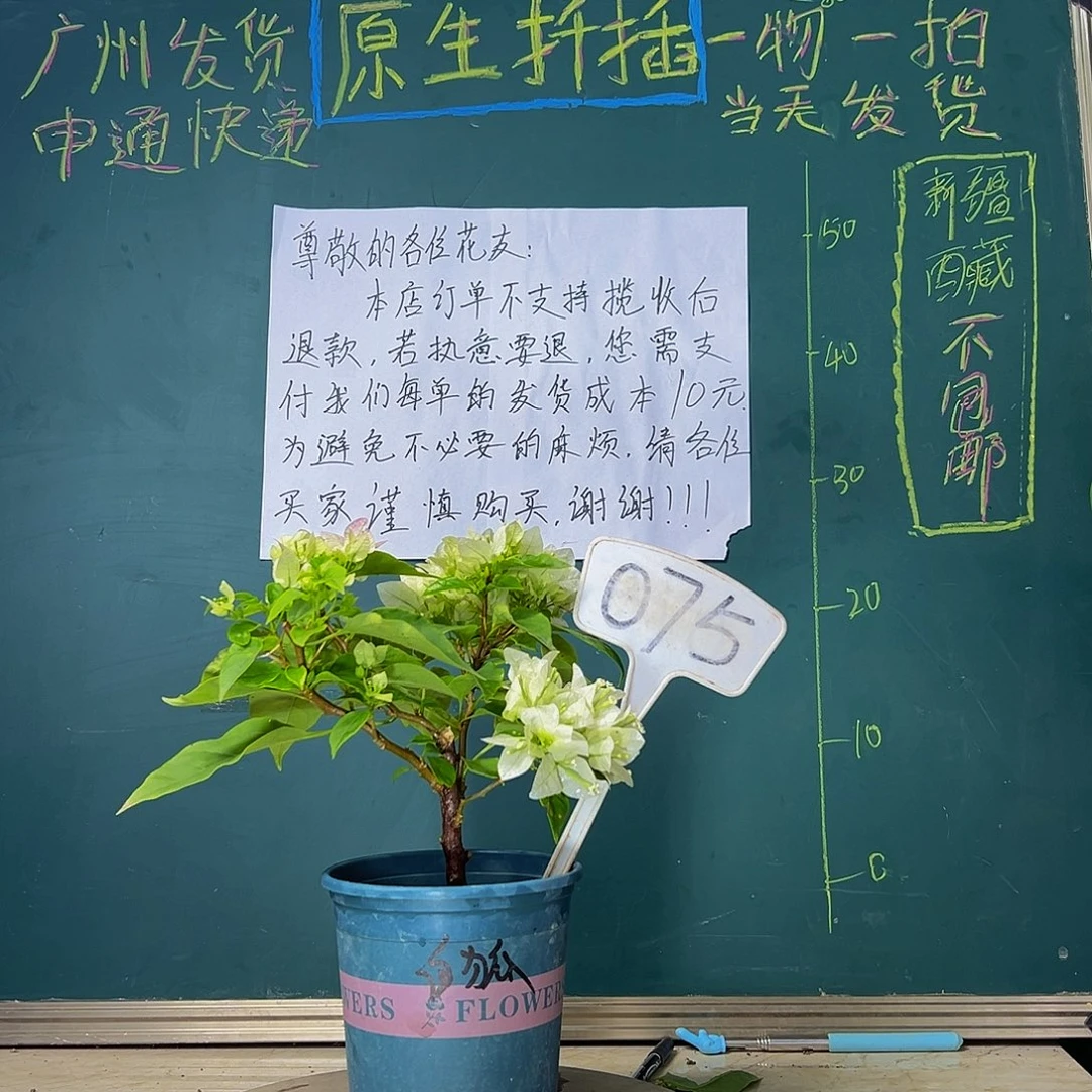 当前无花栽培后可以开花白狐狸 075