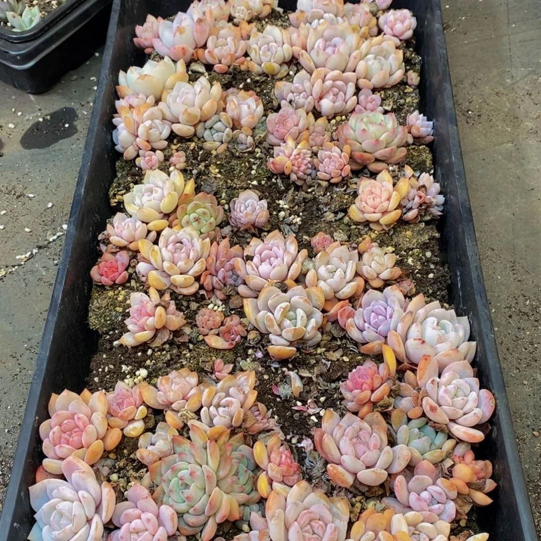 132的人和我一起看