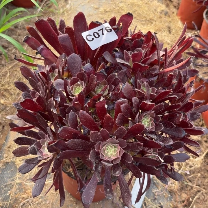 蒙娜丽莎多肉植物不包损076