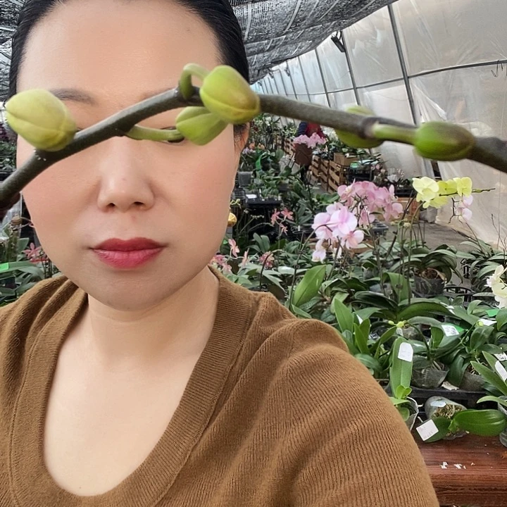 无花朵星月蝴蝶兰