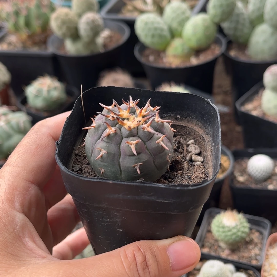 仙人球一物一拍实生1