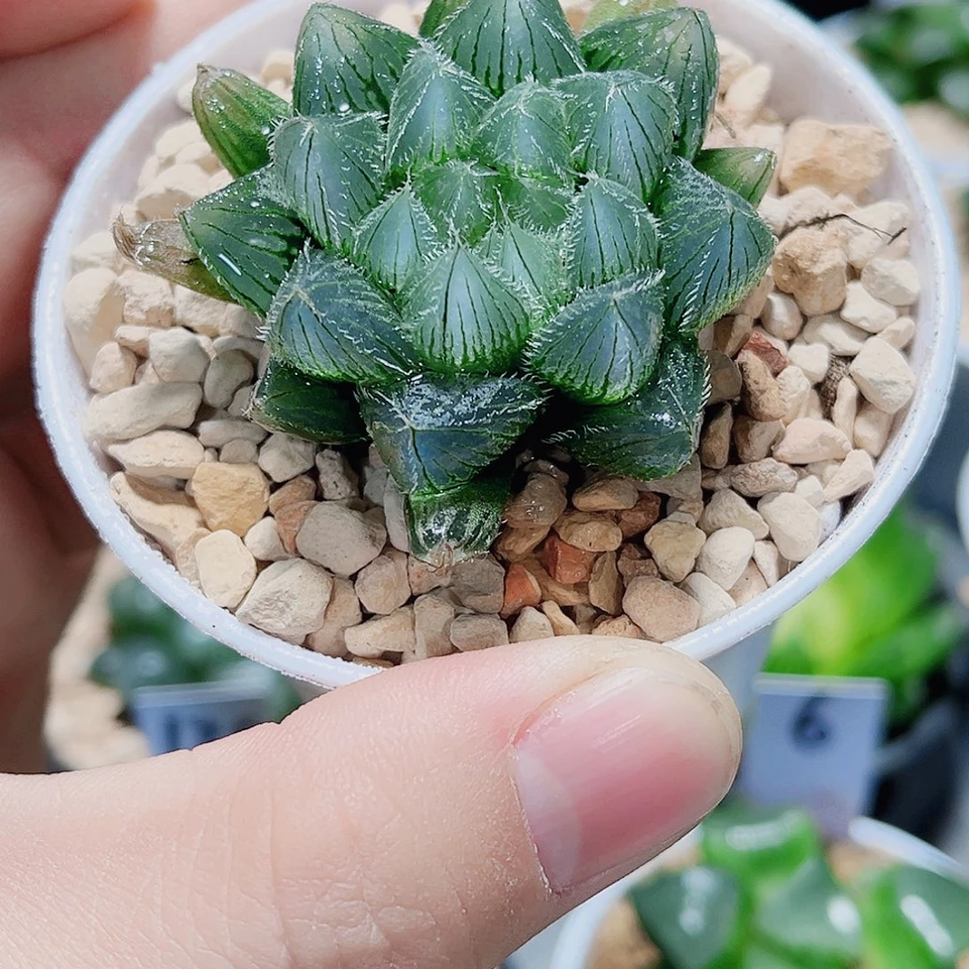 蓝精灵雨露新手福利