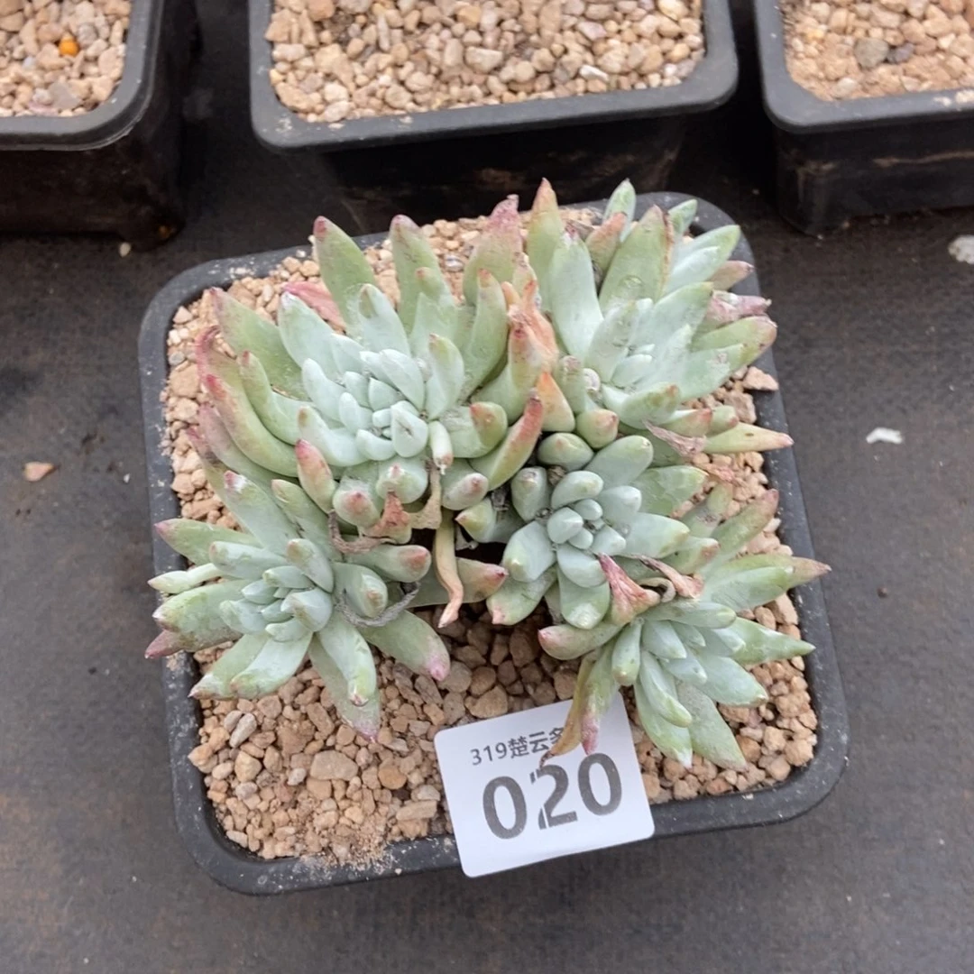 020多肉啦啦啦啦啦啦