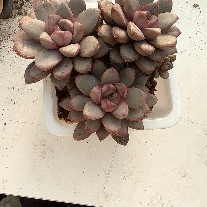 心****师青蛙王子儿童牙膏111