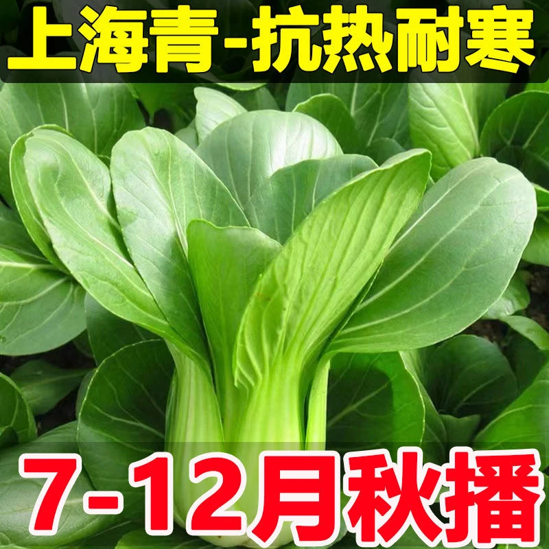 【16】上海青种子四季耐寒家庭阳台小院盆栽地栽易种植