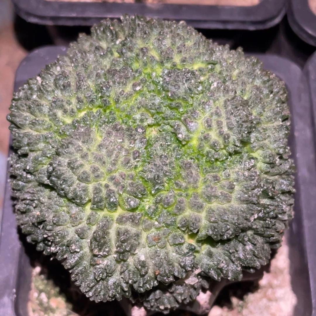 全部花朵大型无毛 哥斯拉牡丹