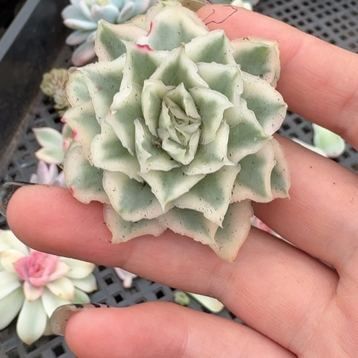 紫蝴蝶锦一物一拍