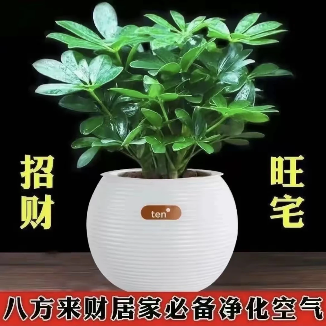 鸭脚木盆栽八方来财室内水培绿植四季常青好养吸除甲醛