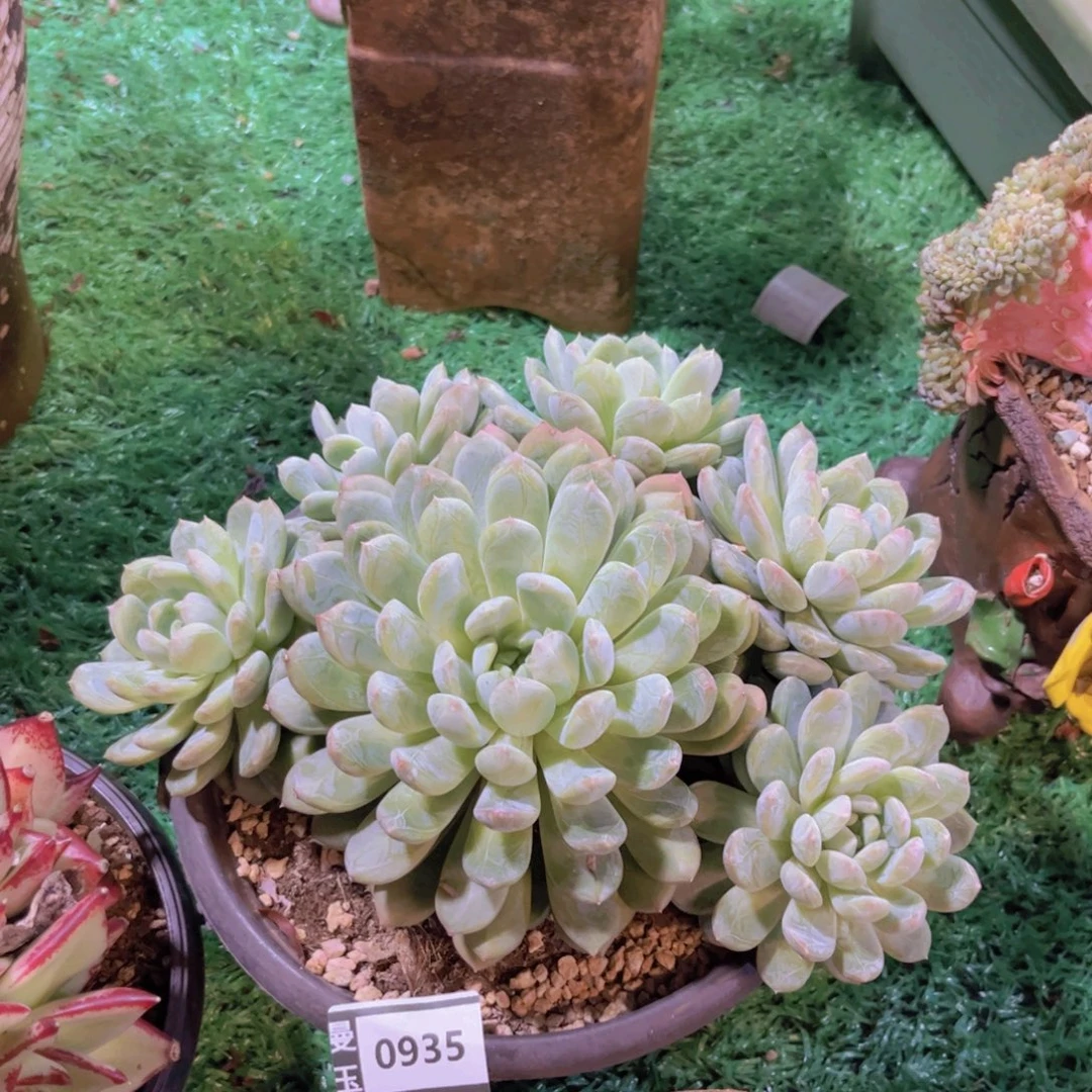 百达翡翠多肉植物0935