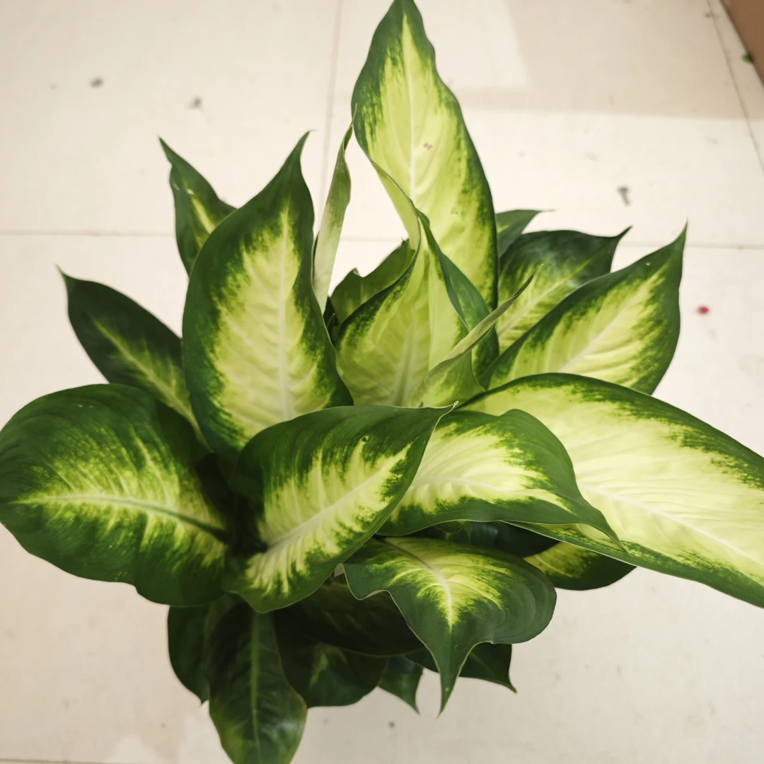 鱼篓盆玛丽安  室内盆栽