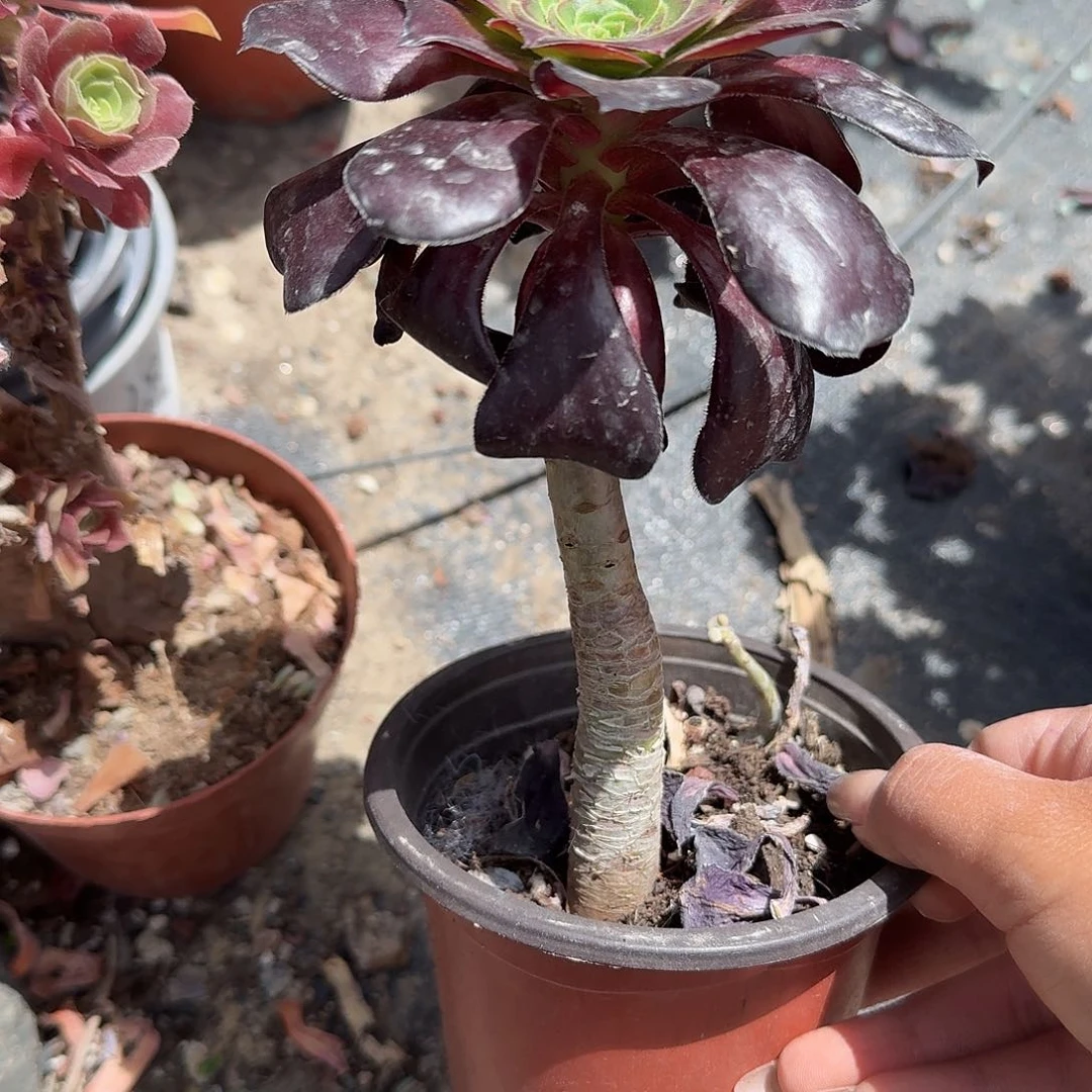 巫毒法师多肉植物