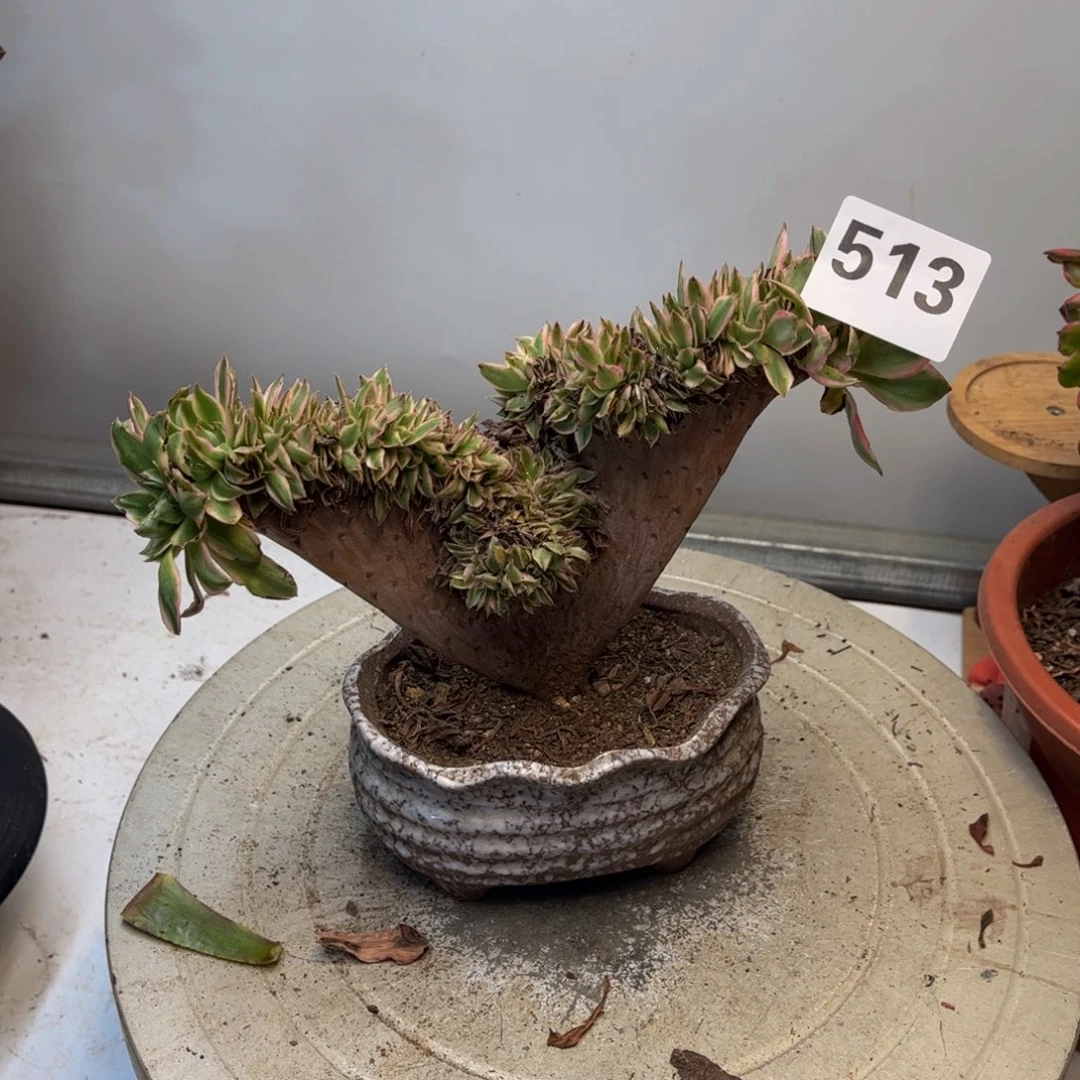 多肉植物青莲缀513