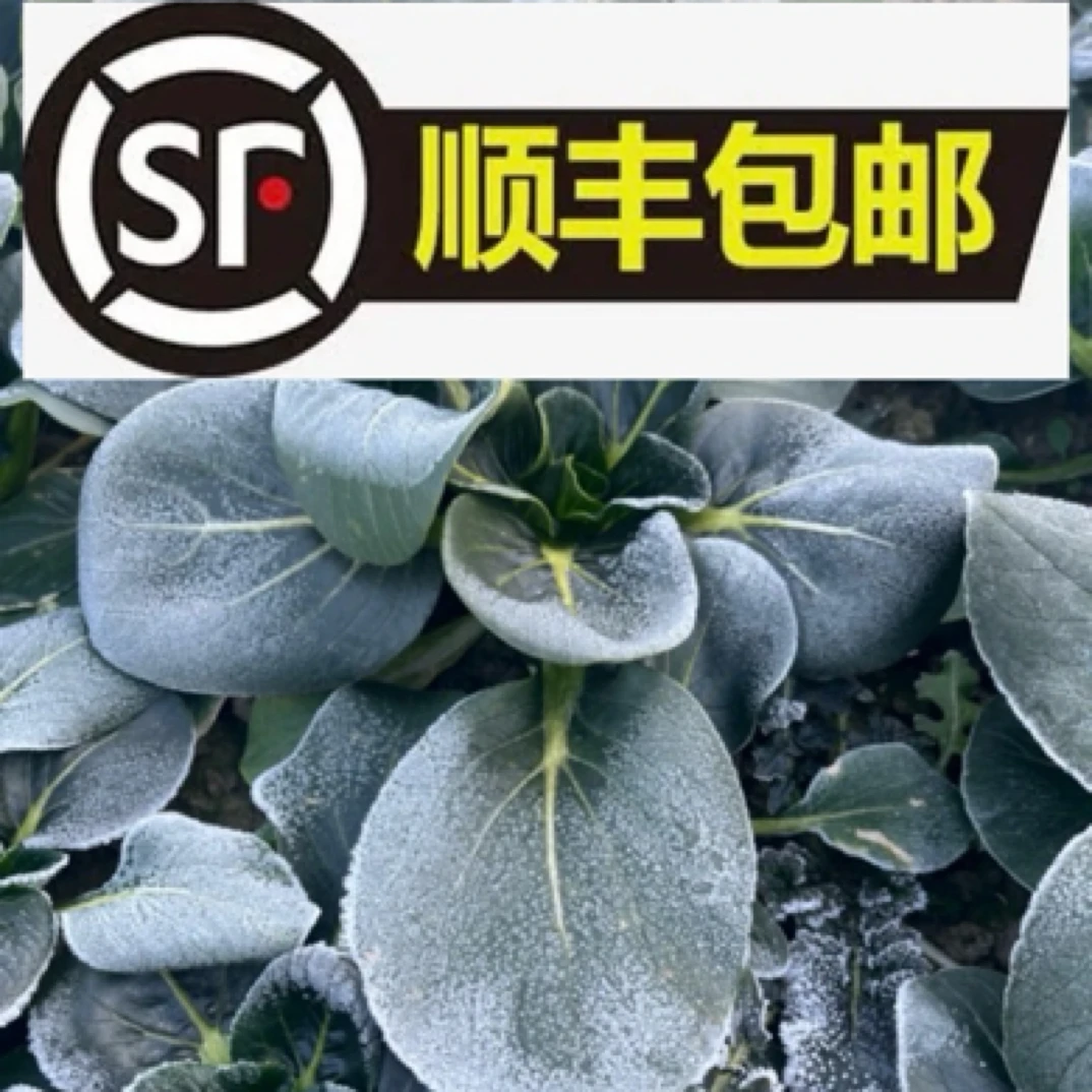 （顺丰包邮）桑田种植农家自产霜冻矮脚青苏州青（小颗）