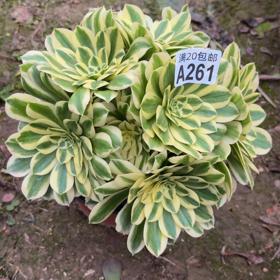 261多肉植物捧花的