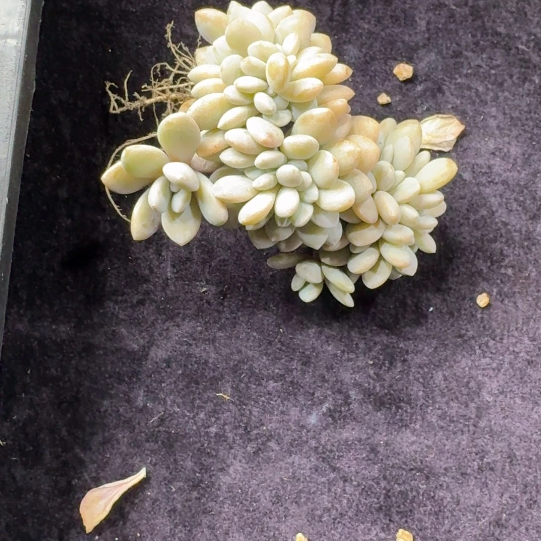 粉兔缀化叶插一物一拍
