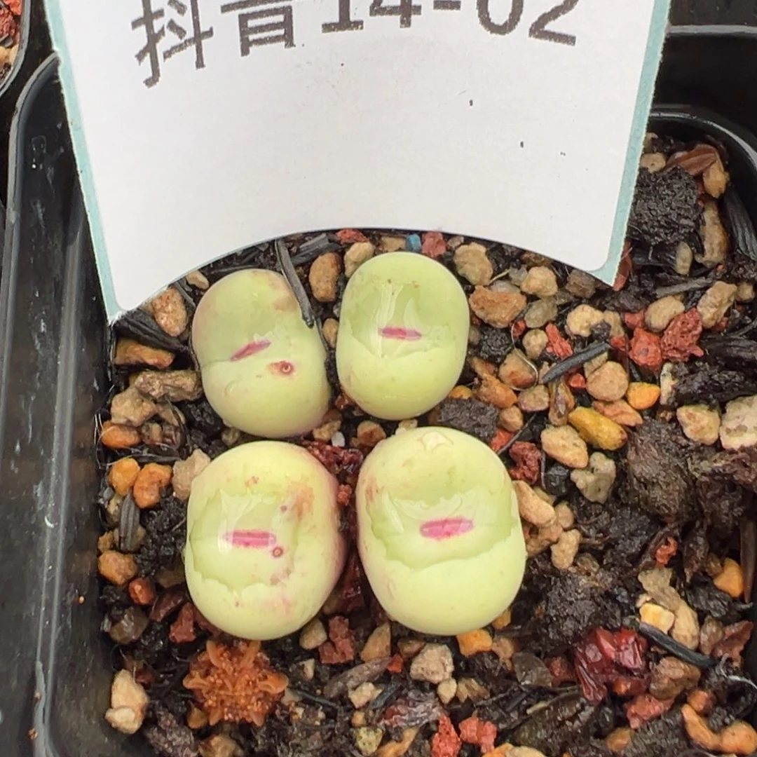 14-02肉锥多肉植物