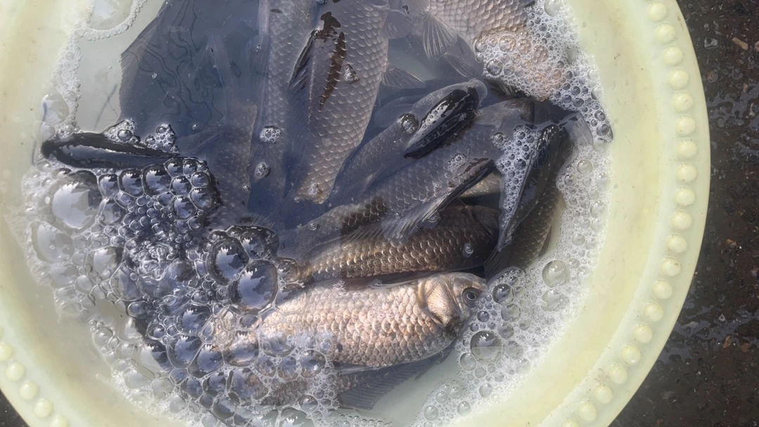 天然野生小鲫鱼发生鲜