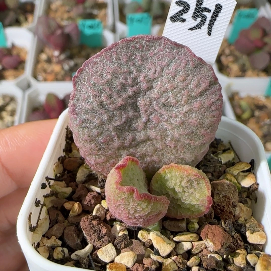 编号251大真叶插，四方盆发