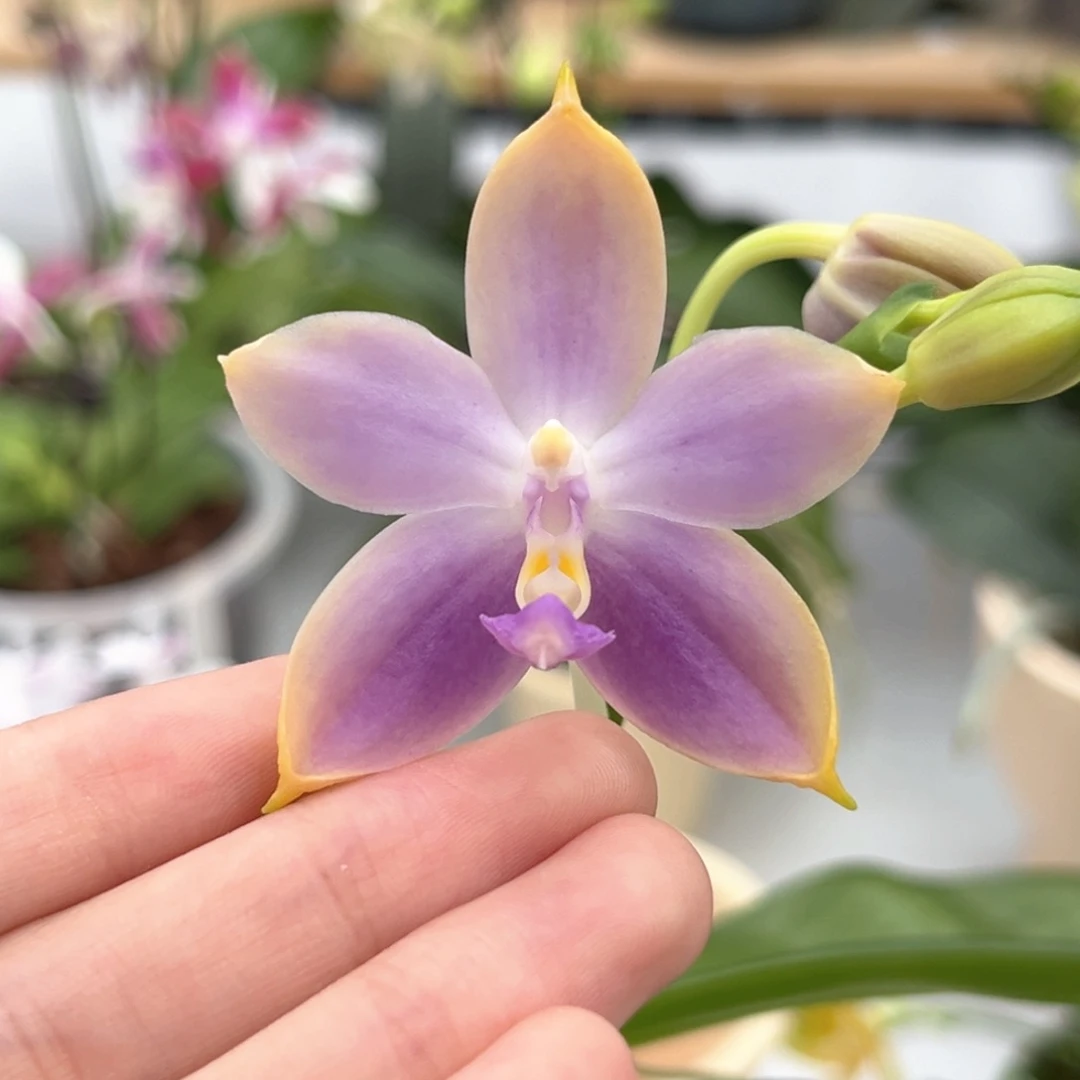 完全开放2.5寸yw16开花株