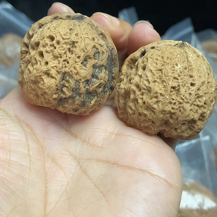 木质类云南铁核桃基地84
