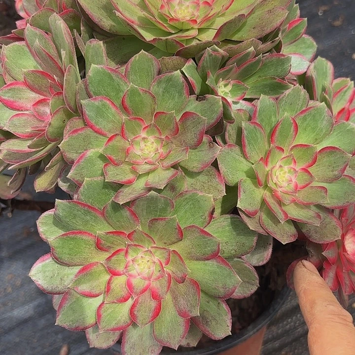 多肉植物福利888个