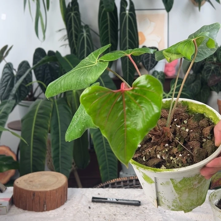完全开放红脉壮丽