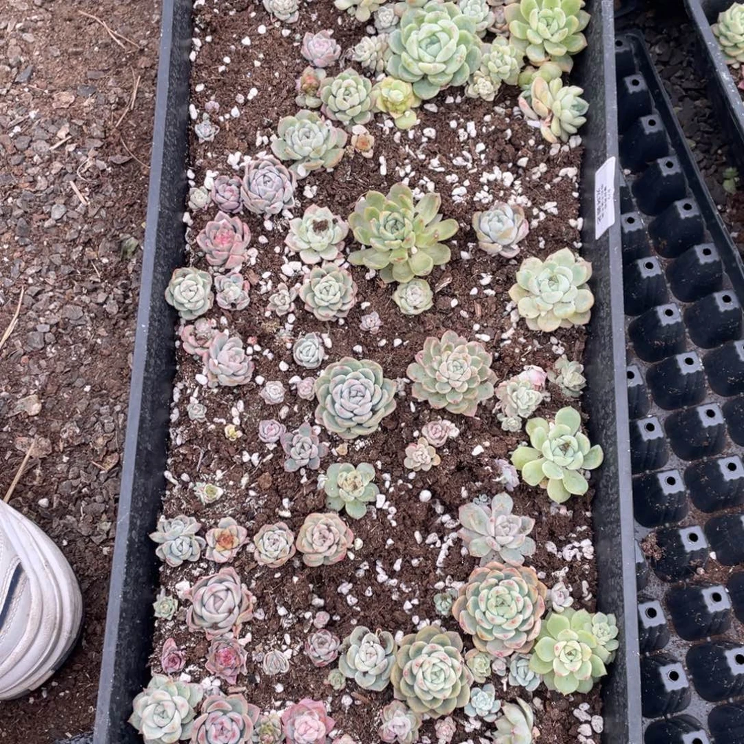 c79号欧泊清货不包售后不包保温