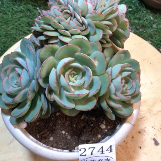 牡丹亭缀化，2744，一物一拍