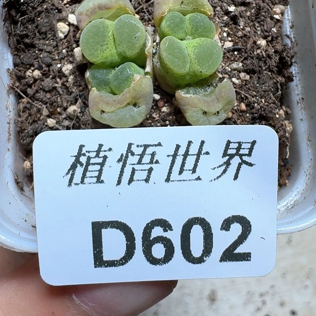 602盒多肉植物哇俄方