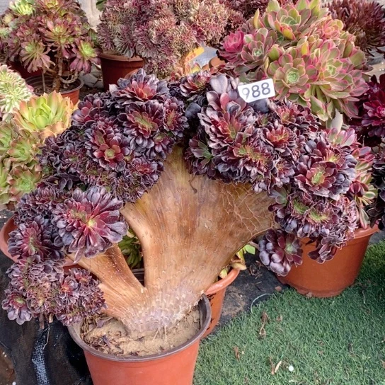 欧紫法师锦缀化988