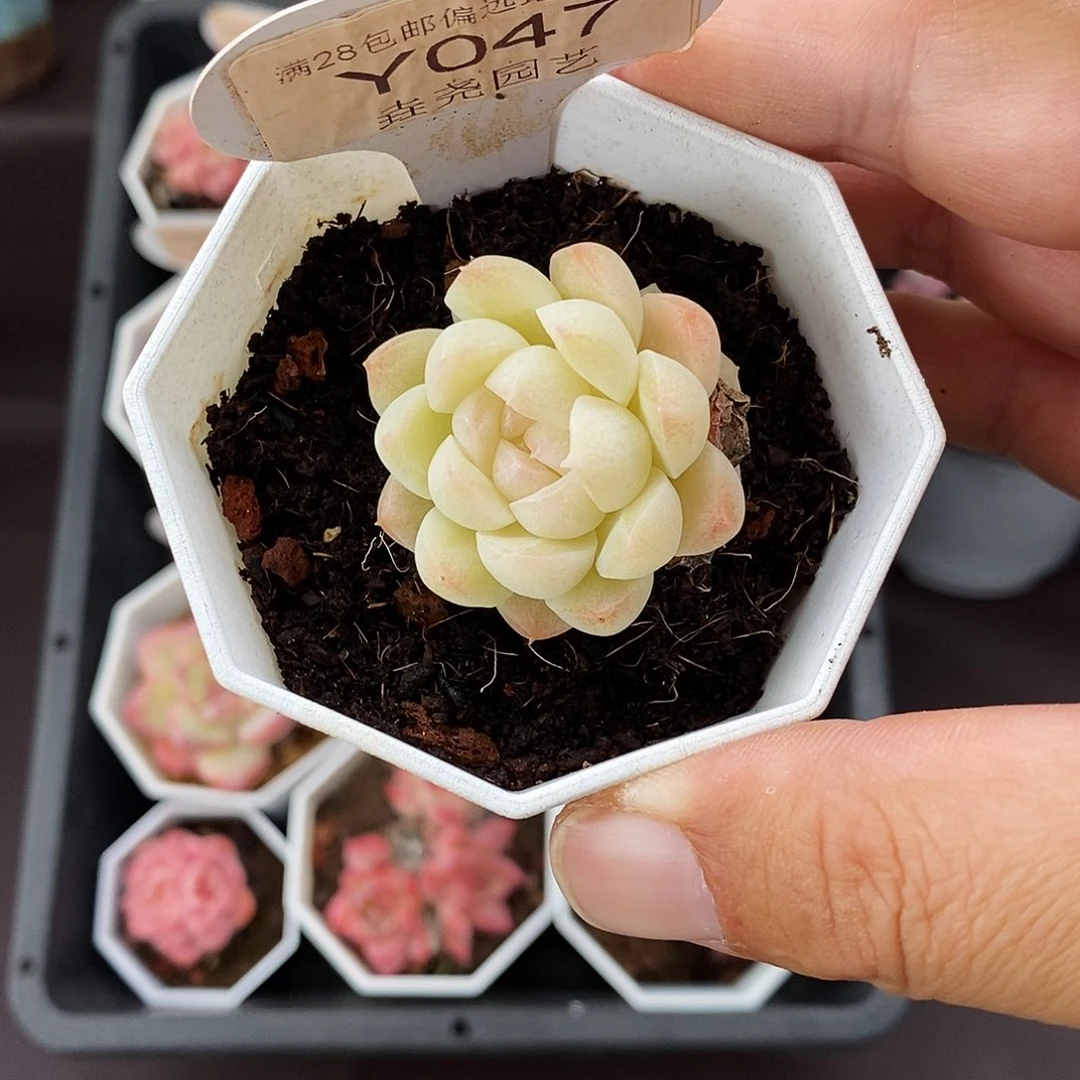 0047！白桃汽水单头带崽 3.5cm