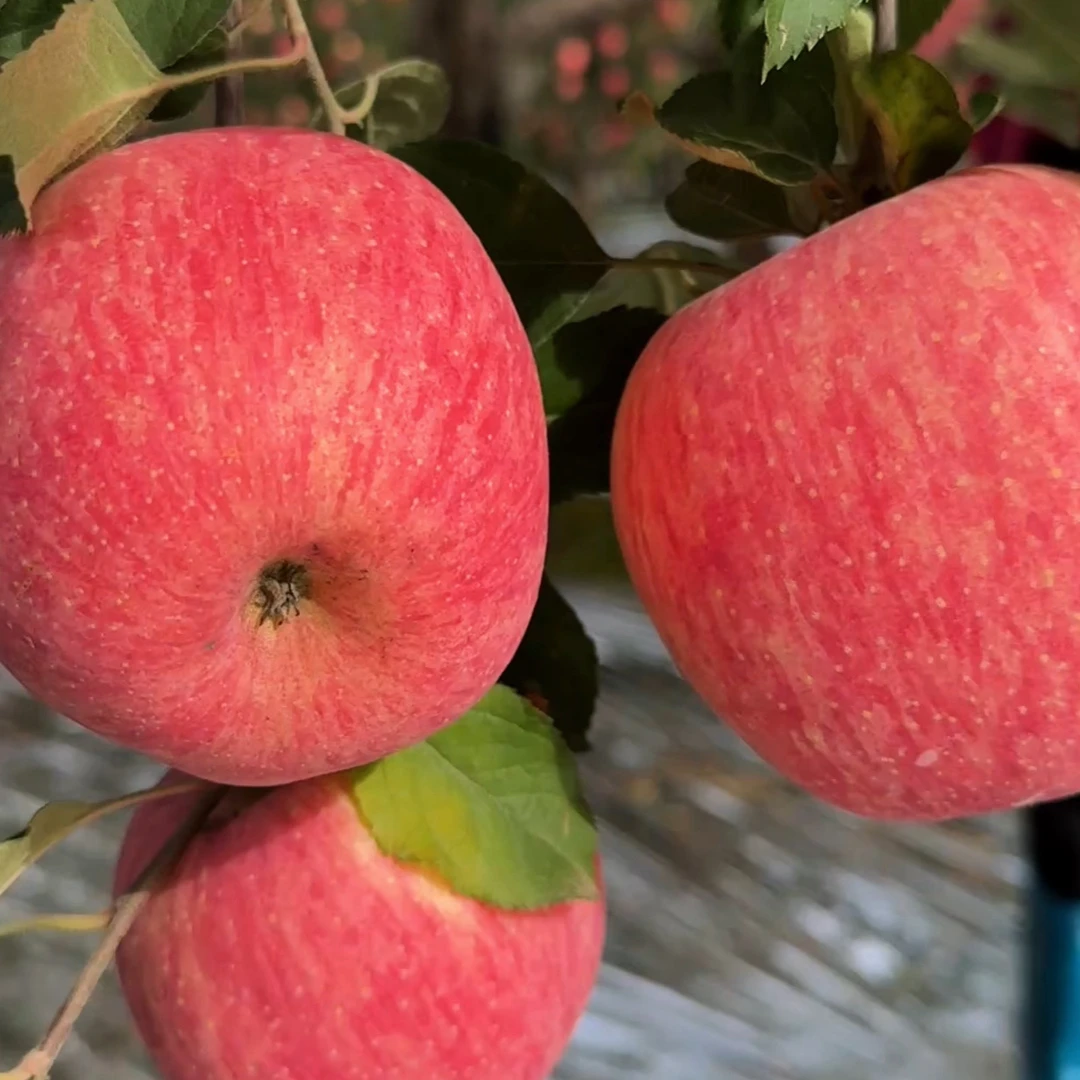【新鲜采摘】甘肃庆阳红富士苹果清甜多汁皮糙肉厚口感好