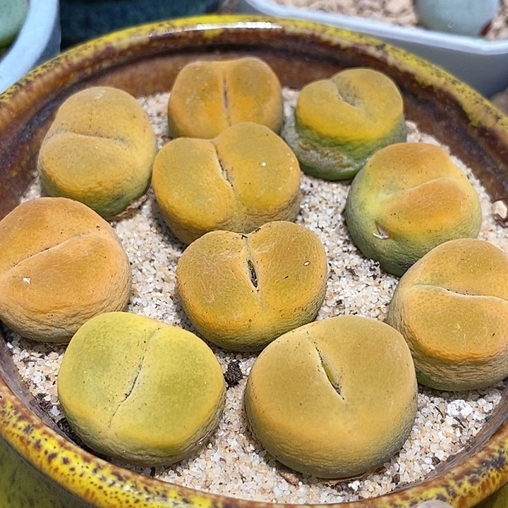单头黄桃母本一颗