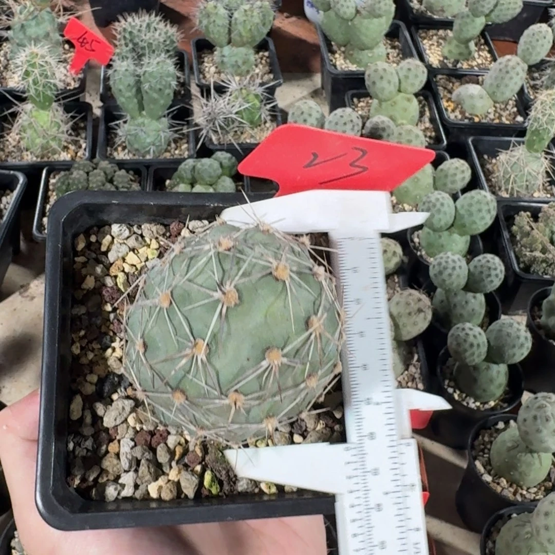 23号巨型趴刺双色刺开粉花